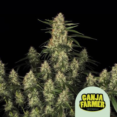 Amnesia Kush F1 Auto