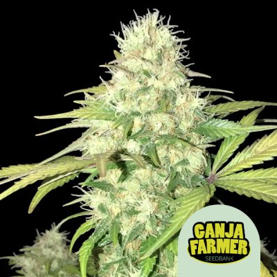 Animal Cookies