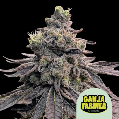 Apple Fritter