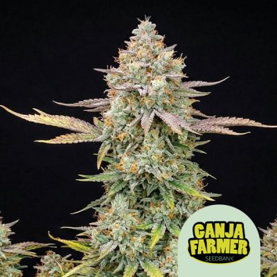 Apple Fritter Auto