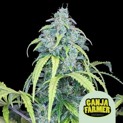 Big Jack Auto
