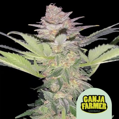 Black Domina Auto