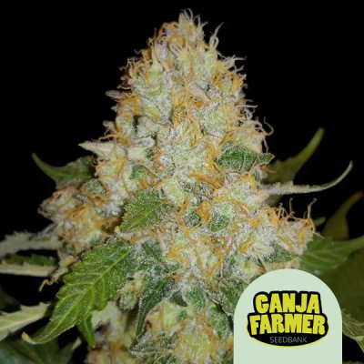 Black Domina Regular