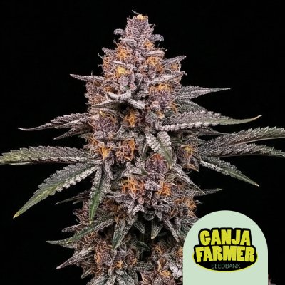 Blackberry Moonrocks Auto