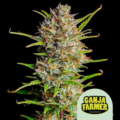 Blue Dream Auto