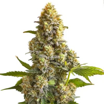 Bruce Banner Auto