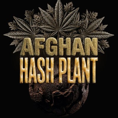 Afghan Hash Plant Auto Seeds