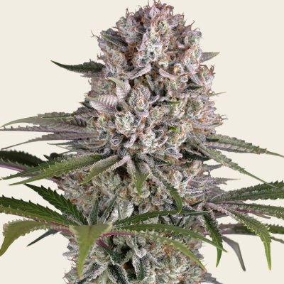 Amnesia Haze Seeds