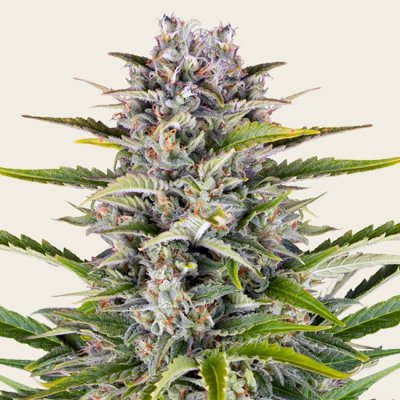 Gorilla Z Auto Seeds