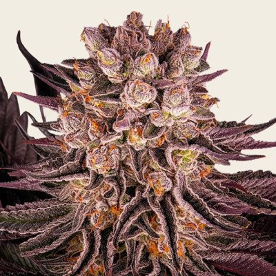 Mimosa x Orange Punch Seeds