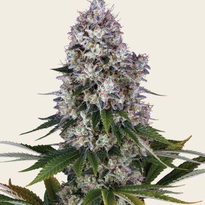 Northern Lights Seeds