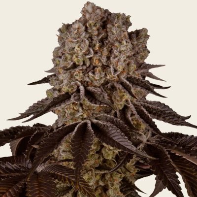 Purple Punch Seeds