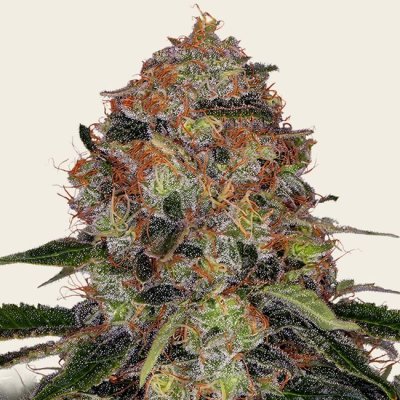 Shiskaberry Seeds