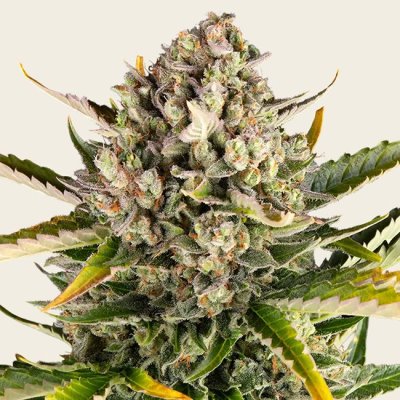 Strawberry Cheesecake Auto Seeds