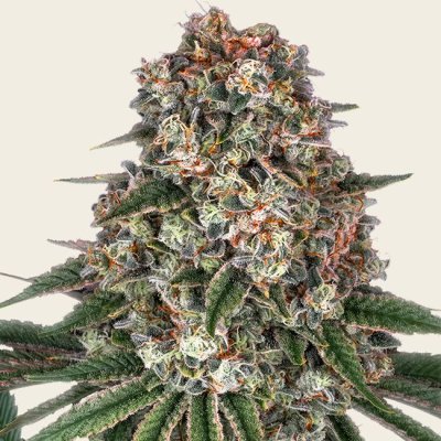 Tropicanna Banana Seeds