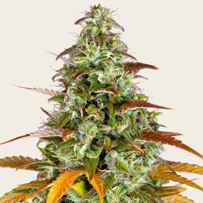 Watermelon Z Auto Seeds