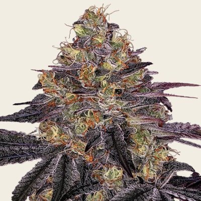 Watermelon Z Seeds