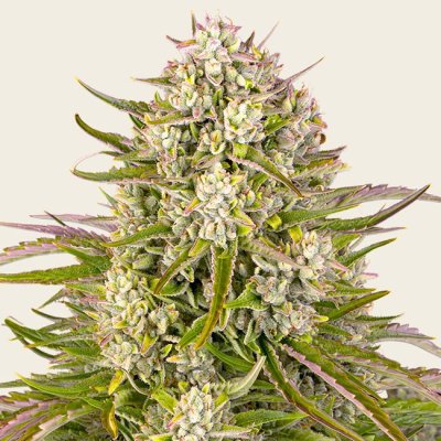 Wedding Cake Auto Seeds