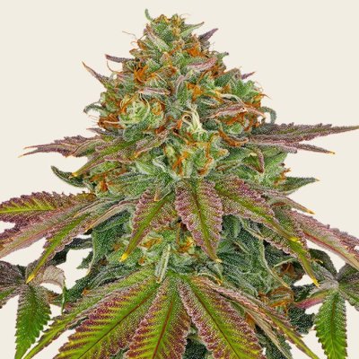 Wedding Cake Seeds