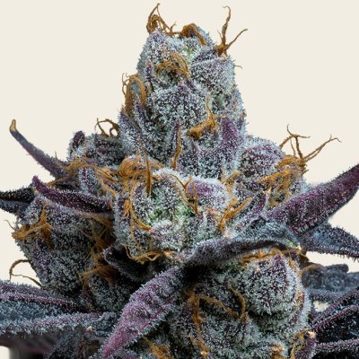 White Runtz Seeds