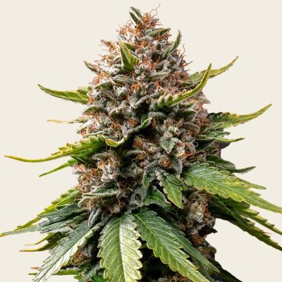White Widow XXL Auto Seeds