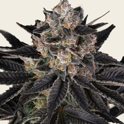 Zoap Seeds