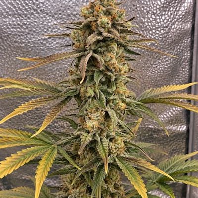 Color Theory Feminized Seeds