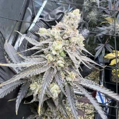 Juice Pack Feminized Seeds