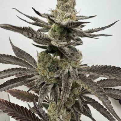 Melt Mode Feminized Seeds