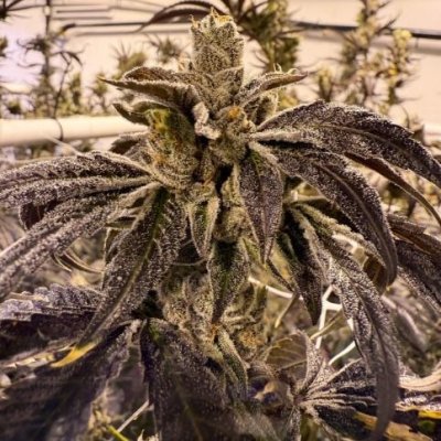 Prime Lime Feminized Seeds