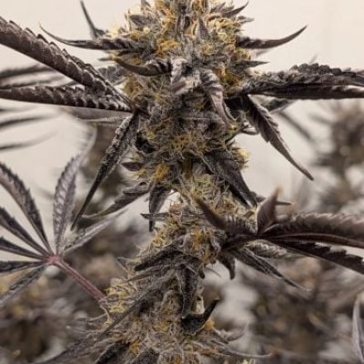 Kakashi Feminized Seeds