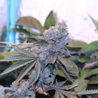 Lime Suki Feminized Seeds