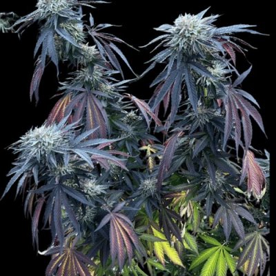 Sunset Lime Feminized Seeds