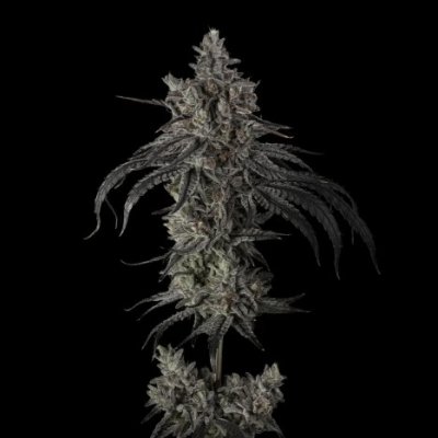 Zoda BX1 Feminized Seeds