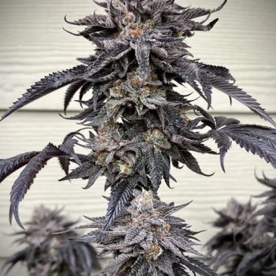 Zodaza Feminized Seeds