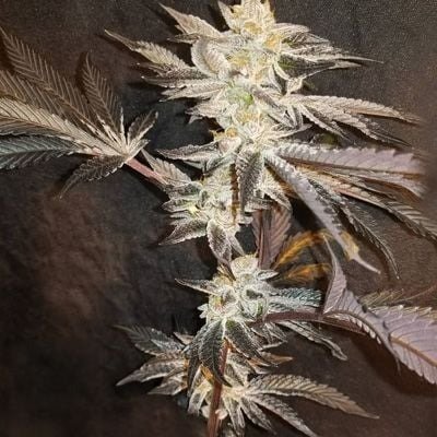 33rd Degree Feminized Seeds