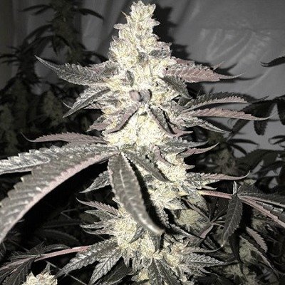 Dolato S1 Feminized Seeds
