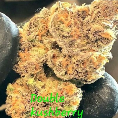 Double Kushberry Feminized Seeds