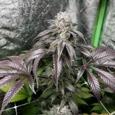 Garlic Storm Feminized Seeds