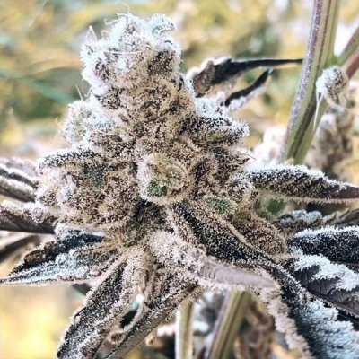 Masterpiece Feminized Seeds