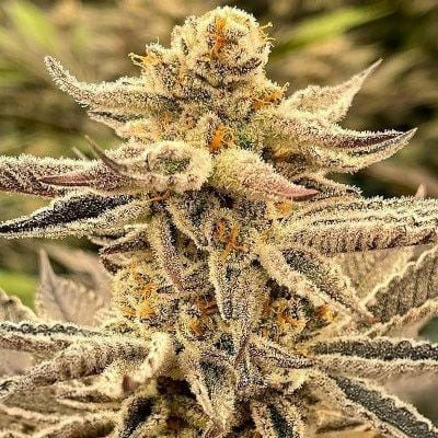 Platinum Dosi Feminized Seeds
