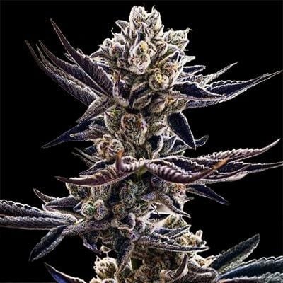 Platinum Kush Breath Feminized Seeds