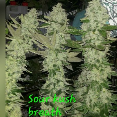 Sour Kush Breath Feminized Seeds