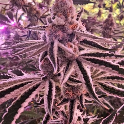 Sugar Fuel Feminized Seeds