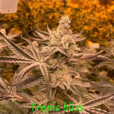Tropical Bliss Feminized Seeds