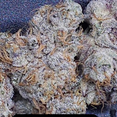 Velvet Smoothie Feminized Seeds
