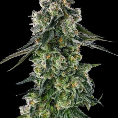 Afters Feminized Seeds