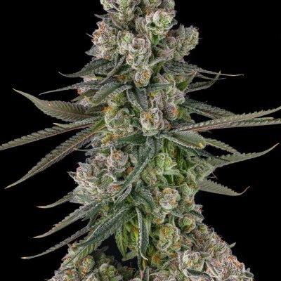 Glue Lotus Feminized Seeds