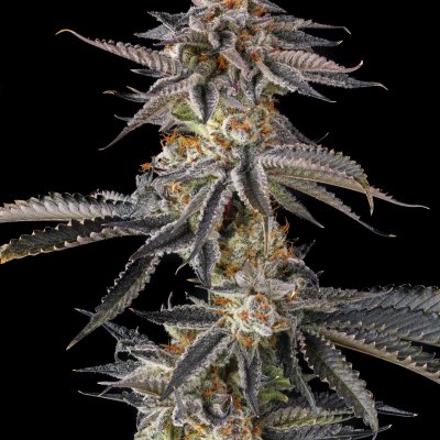 JAHrassic Feminized Seeds