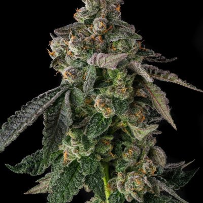Wokstar Feminized Seeds